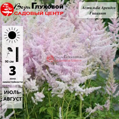 Астильба Арендса Гиацинт