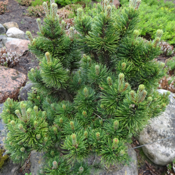 Сосна горная Пикобело