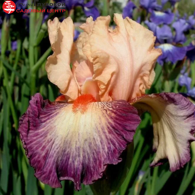 Ирис бородатый  высокий Chevalier De Malte