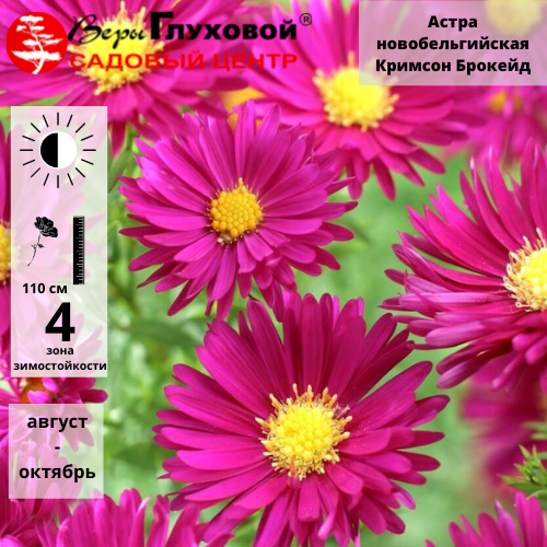 Астра новобельгийская Кримсон Брокэйд