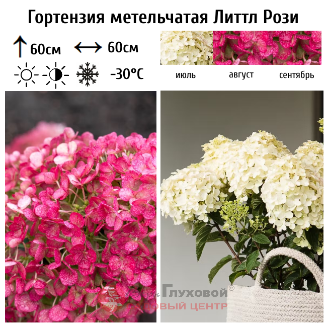 Гортензия метельчатая Литтл Рози