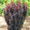 Барбарис Тунберга (Berberis thunbergii) Ред Пиллар  С3 СП/25