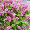 Сирень Мейера (Syringa meyeril) Флауэрфест Пинк С3 СП/25