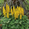 Бузульник узкоголовчатый (Ligularia stenocephala) Зе Рокет С2 ГлХ/26