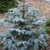 Пихта высокорослая (Abies procera) Обригофен 30-40 С5 ГШт/25